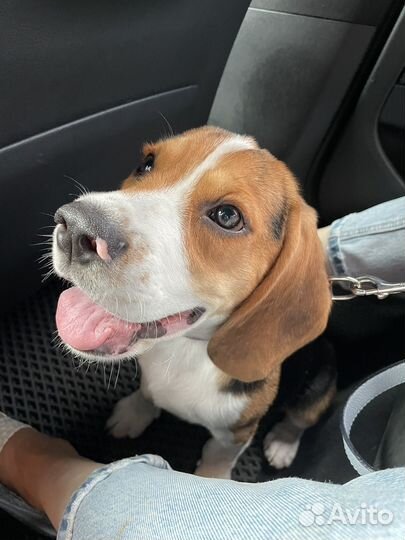 Передержка собак в домашних условиях