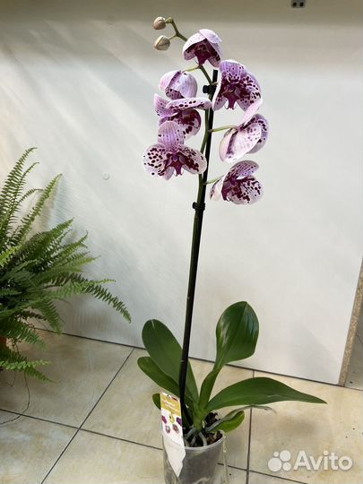 Орхидея фаленопсис