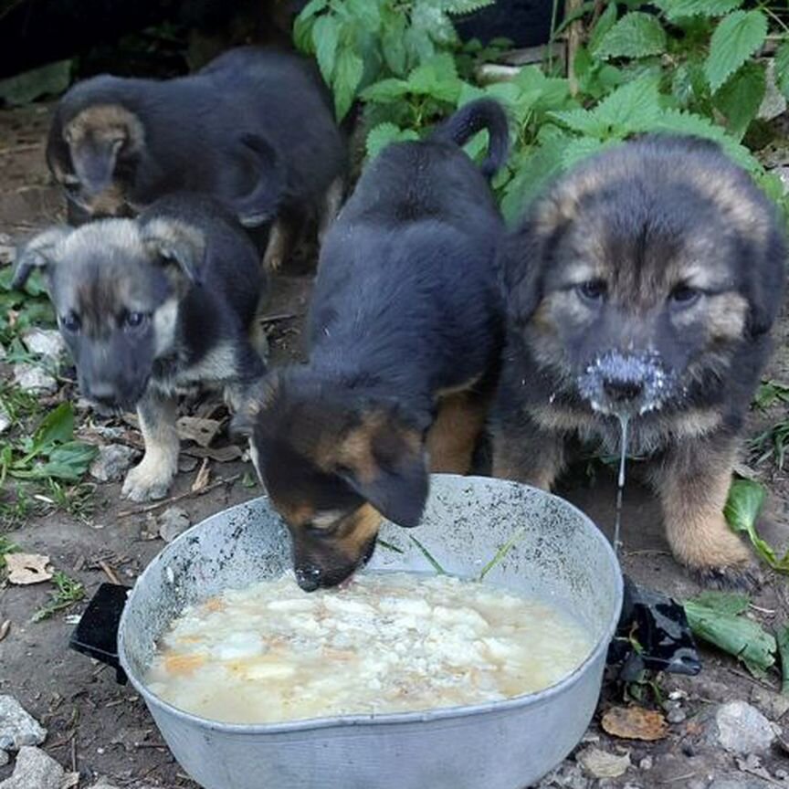 Щенки в добрые руки