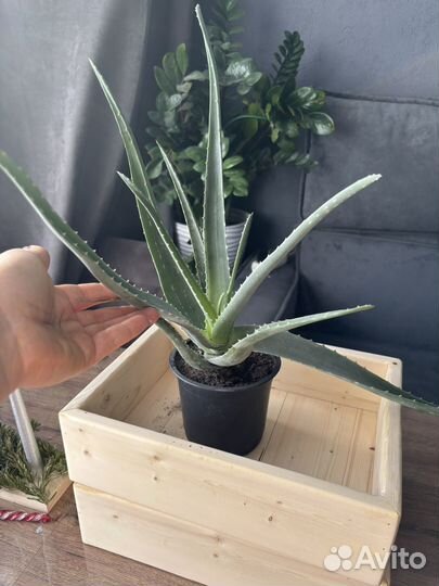 Алоэ вера лечебный