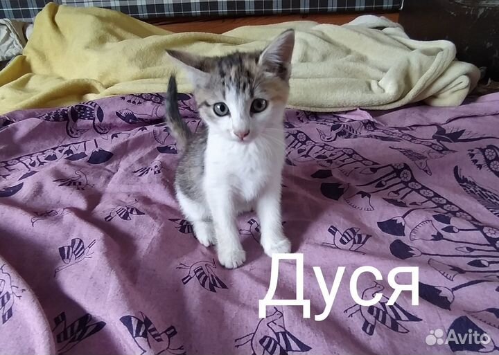 Котята ищут дом