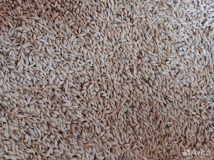 Пшеница, ячмень, кукуруза урожай 2023 года