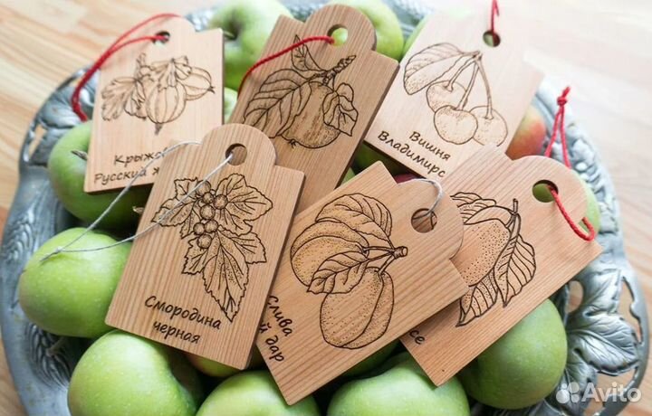 Табличка садовая - Груша Conference