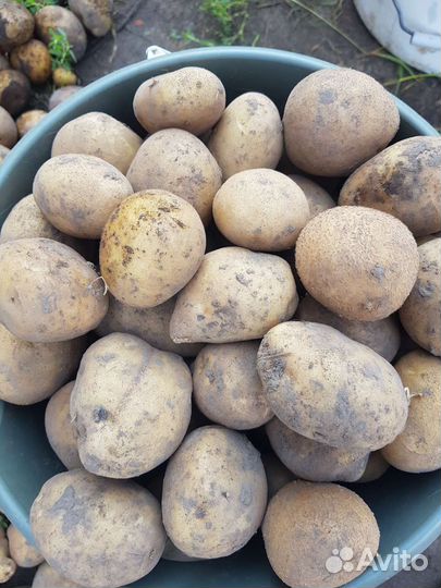 Семенной картофель Ривьера