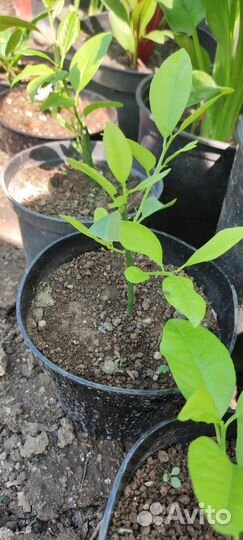 Лимон Кантонский