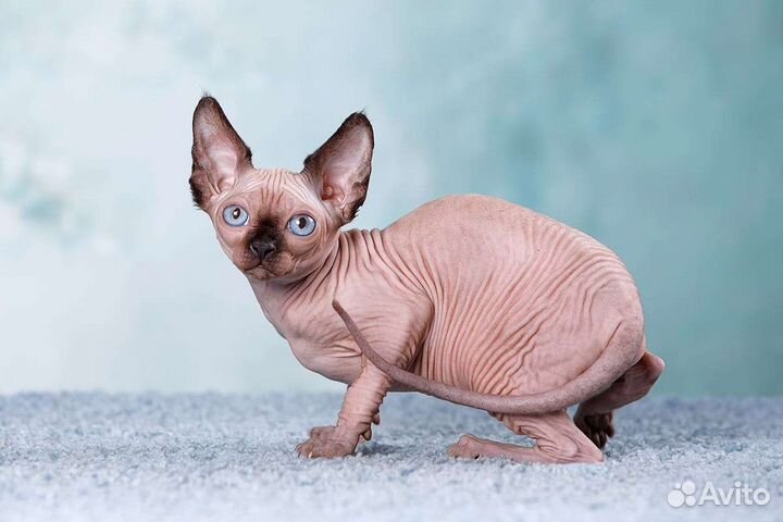 Сфинкс, эльф