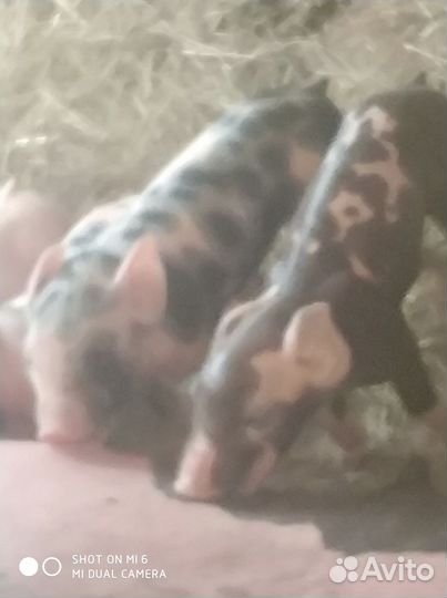 Поросята петрен + петрен макстер 304.Дюрок 7 мес