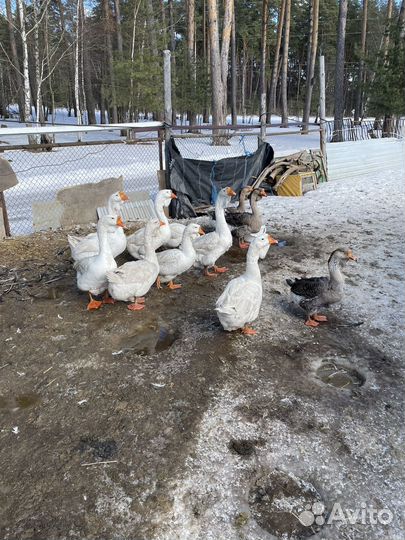 Холмогорские гуси