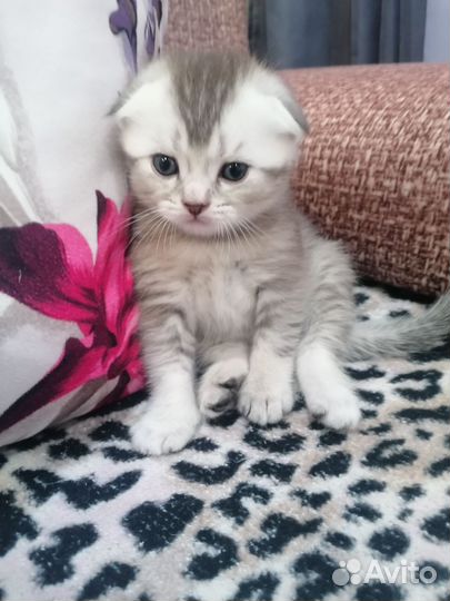 Котята
