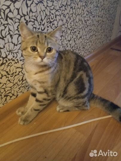 Кошка