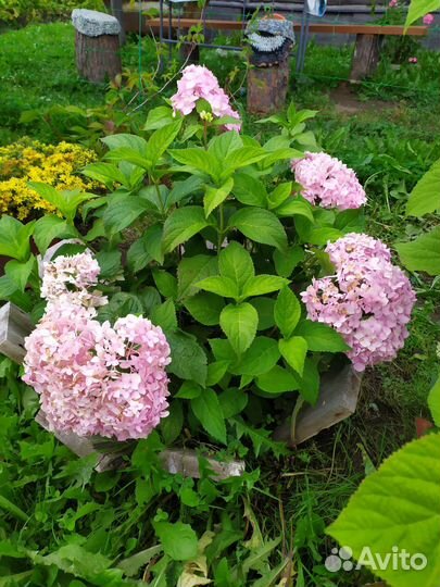 Гортензия крупнолистная