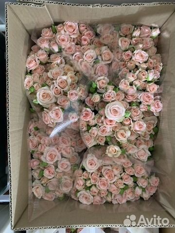 Кустовые розы и другие цветы оптом объявление продам