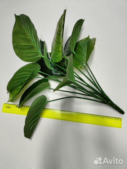 Интерьерные цветы