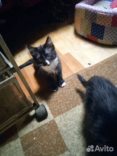 Зимние Котята