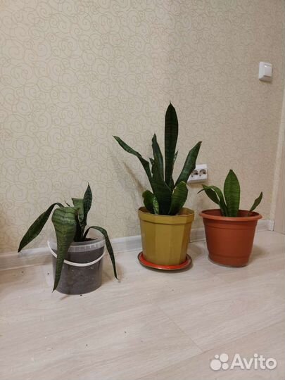 Сансевиерия цветы растения