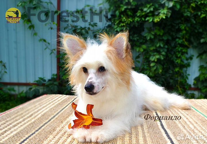 Китайский Хохлатый мальчик -пух, РКФ