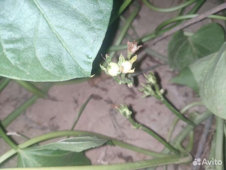 Семена батата (Ипомея Батат)