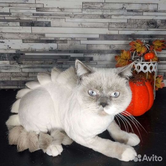 Стрижка собак и кошек