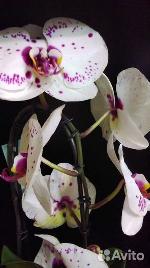 Орхидея Пикассо