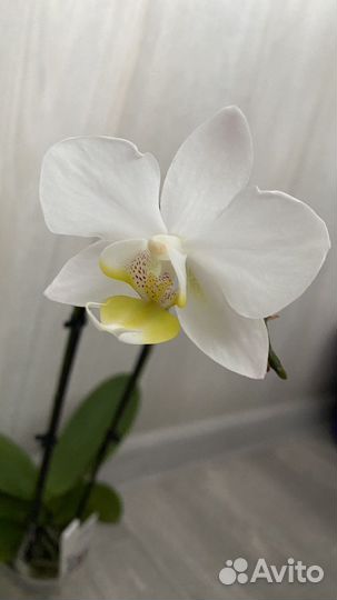 Орхидея фаленопсис мультифлора отцвела