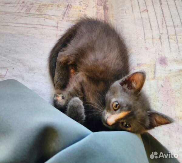 Котенок серый в хорошие руки