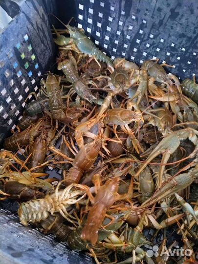 Раки оптом