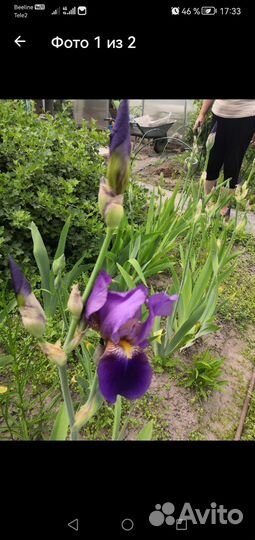Ирисы