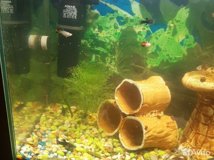 Аквариумные рыбки