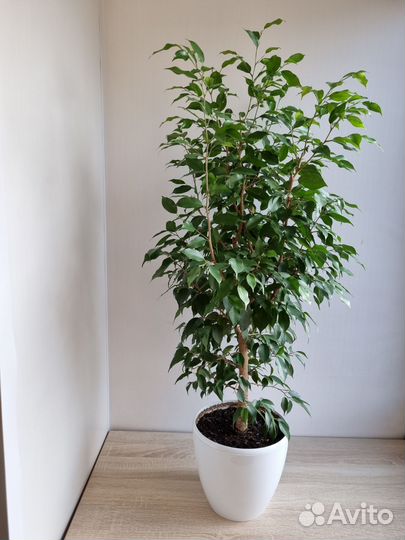 Фикус бенджамина