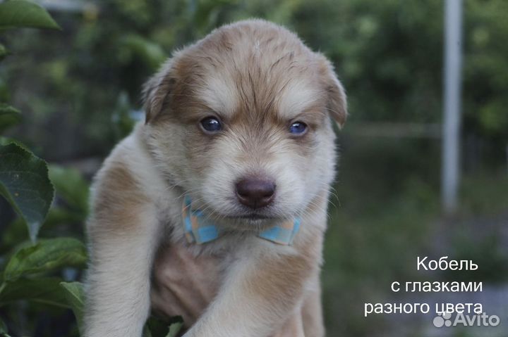 Щенки Хаски (метис)