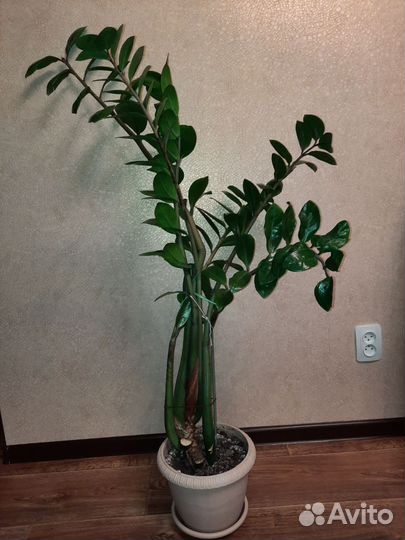 Замиокулькас