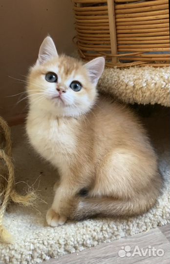 Британская золотая шиншилла ny12