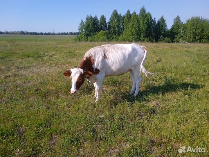Корова - телка 1,8 г