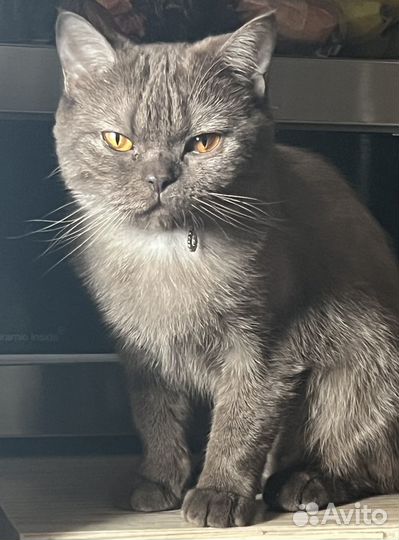 Британские котята