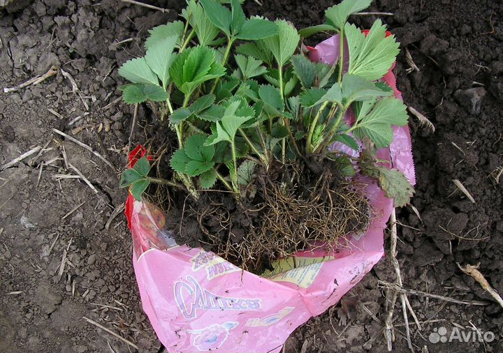 Земляника (клубника) садовая ранняя