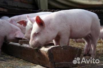 Тушка свиньи