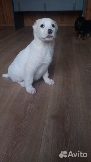 Щенки алабая