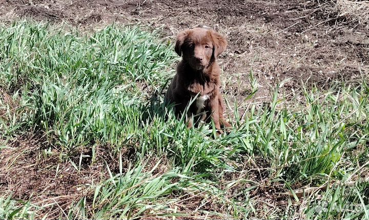 Отдам бесплатно