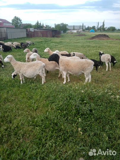 Баранчики от дорпера