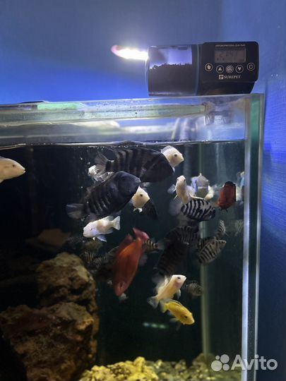 Аквариум на 400 литров