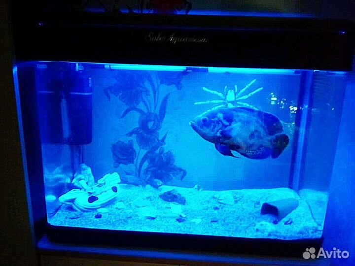 Аквариум с рыбкой