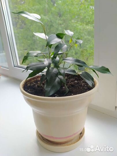 Женское счастье, фикусы Бенджамина Натали, Даниель