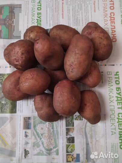 Картофель крупный деревенский, семенной