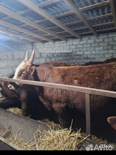 Быки на мясо