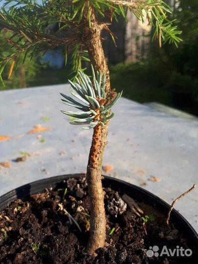 Ель голубая Глаука Глобоза