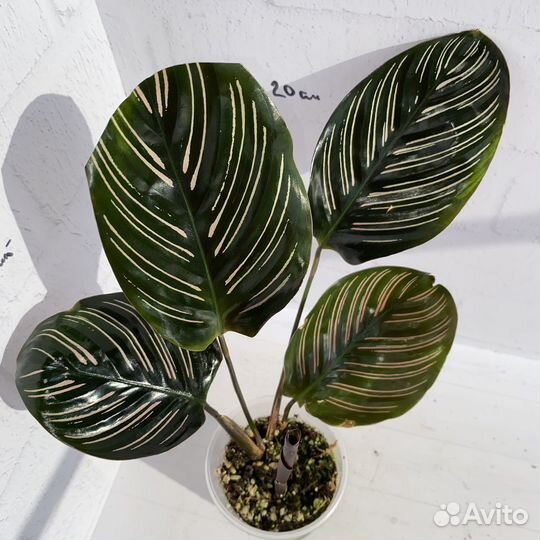 Калатея орната Сандериана