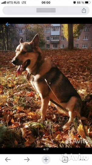 Собака в добрые руки