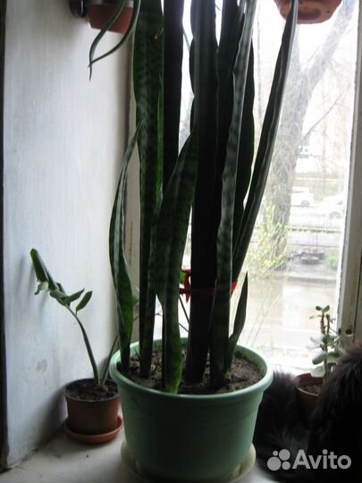 Сансевьера