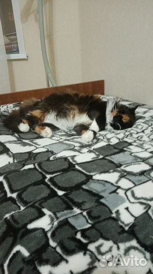 Передержка домашних животных