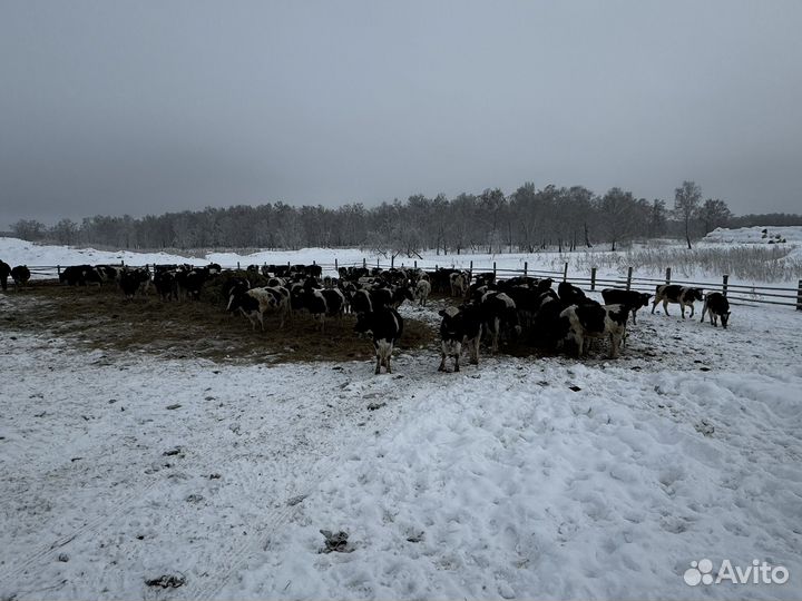 Телки/нетели